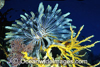 Feather Star on sponge Photo - Gary Bell
