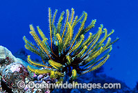 Feather Star Photo - Gary Bell