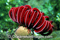 Feather Star Himerometra robustipinna Photo - Gary Bell