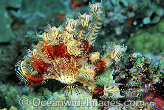 Crinoid Lamprometra sp. photo Crinoid Lamprometra sp. photo