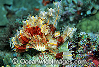 Crinoid Lamprometra sp. Photo - Gary Bell