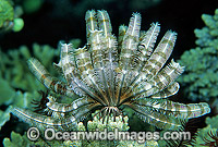 Feather Star Stephanometra sp. Photo - Gary Bell
