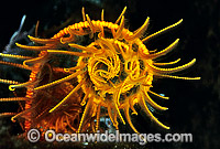 Feather Star feeding arm Photo - Gary Bell