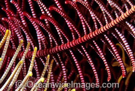 Feather Star feeding arm photo Feather Star feeding arm photo