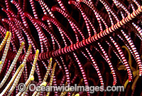 Feather Star feeding arm Photo - Gary Bell