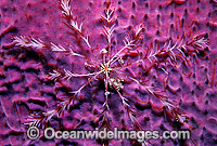 Feather Star on sponge Photo - Gary Bell