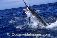 Black Marlin breaching Photo - John Ashley