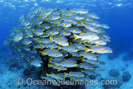 Diagonal-banded Sweetlips Plectorhinchus lineatus photo