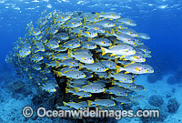 Diagonal-banded Sweetlips Plectorhinchus lineatus Photo - Gary Bell