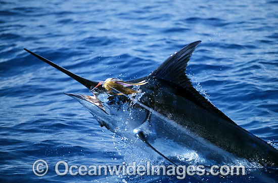 Indo-Pacific Blue Marlin Makaira mazara photo Indo-Pacific Blue Marlin Makaira mazara photo
