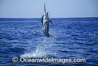 Black Marlin Makaira indica breaching Photo - John Ashley