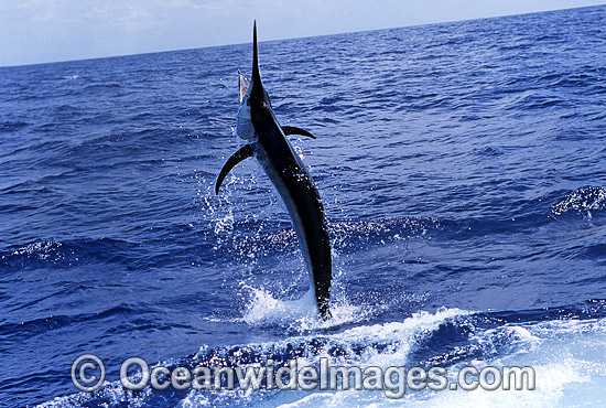 Black Marlin Makaira indica breaching photo