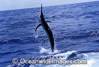 Black Marlin Makaira indica breaching Photo - John Ashley