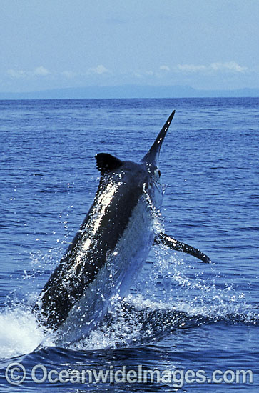 Black Marlin Billfish Makaira indica breaching photo
