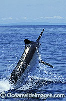 Black Marlin Billfish Makaira indica breaching Photo - John Ashley