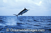 Black Marlin Makaira indica breaching Photo - John Ashley