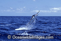 Black Marlin Billfish Makaira indica breaching Photo - John Ashley