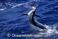 Black Marlin breaching Photo - John Ashley