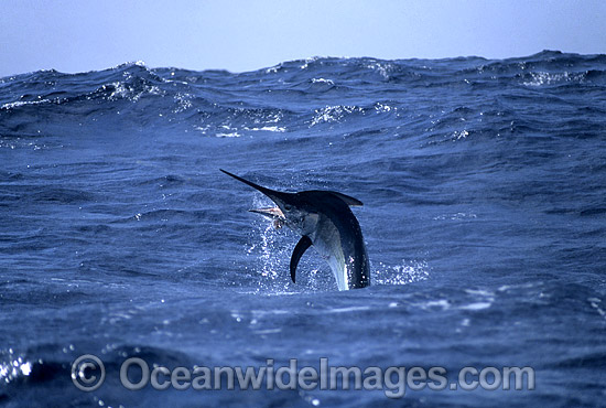 Black Marlin Makaira indica breaching photo