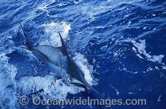 Blue Marlin Makaira mazara Billfish photo Blue Marlin Makaira mazara Billfish photo