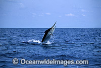 Black Marlin Billfish Makaira indica breaching Photo - John Ashley
