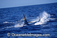 Black Marlin Makaira indica breaching Photo - John Ashley