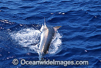 Black Marlin Makaira indica Photo - John Ashley