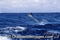 Black Marlin breaching Photo - John Ashley