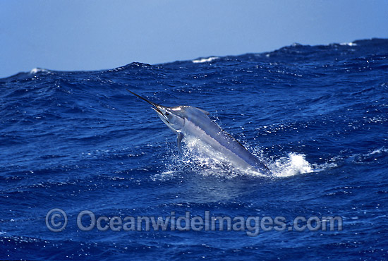 Black Marlin Makaira indica breaching photo