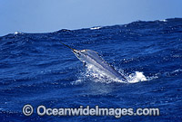 Black Marlin Makaira indica breaching Photo - John Ashley