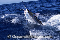 Black Marlin Billfish Makaira indica breaching Photo - John Ashley
