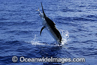 Black Marlin Makaira indica breaching Photo - John Ashley
