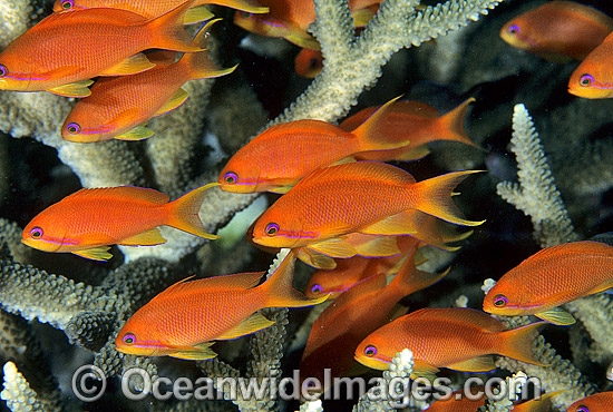 Orange Fairy Basslets and Coral photo Orange Fairy Basslets and Coral photo