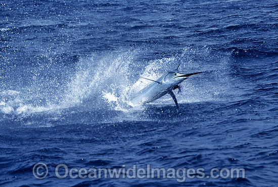Black Marlin Billfish Makaira indica breaching photo