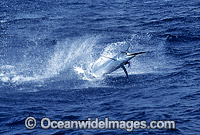 Black Marlin Billfish Makaira indica breaching Photo - John Ashley