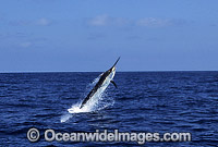 Black Marlin after taking a bait Photo - John Ashley