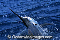 Black Marlin Makaira indica Photo - John Ashley