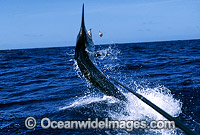 Black Marlin after taking a bait Photo - John Ashley