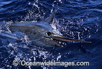 Black Marlin Makaira indica Photo - John Ashley