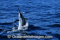 Black Marlin after taking a bait Photo - John Ashley