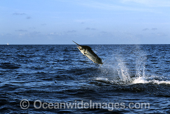 Black Marlin Billfish Makaira indica breaching photo