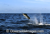 Black Marlin Billfish Makaira indica breaching Photo - John Ashley