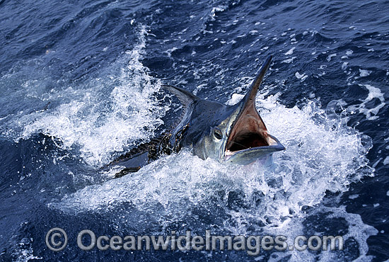 Black Marlin Makaira indica photo