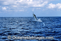Black Marlin Billfish Makaira indica breaching Photo - John Ashley