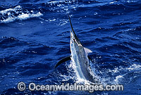 Black Marlin Billfish Makaira indica breaching Photo - John Ashley
