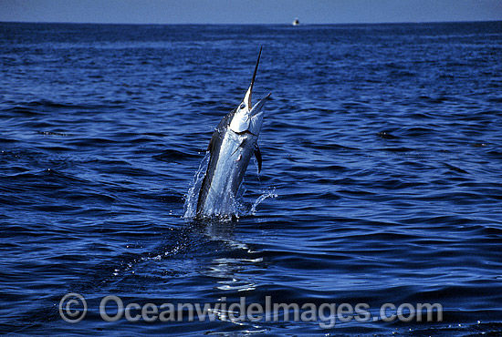 Black Marlin Makaira indica breaching photo Black Marlin Makaira indica breaching photo