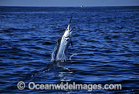 Black Marlin Makaira indica breaching Photo - John Ashley