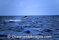 Black Marlin Billfish Makaira indica breaching Photo - John Ashley