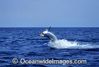 Black Marlin Makaira indica breaching Photo - John Ashley