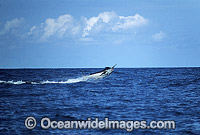 Black Marlin Billfish Makaira indica breaching Photo - John Ashley